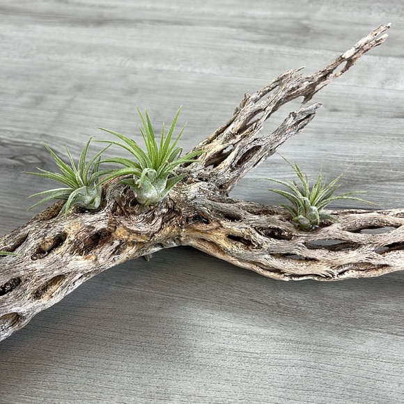 🔆AUR PLANT🔆 DRIED CACTUS DECORATION - Picture 8 of 12